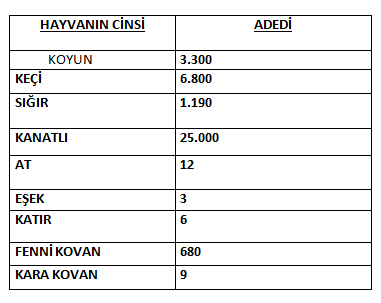 hayvan cinsi